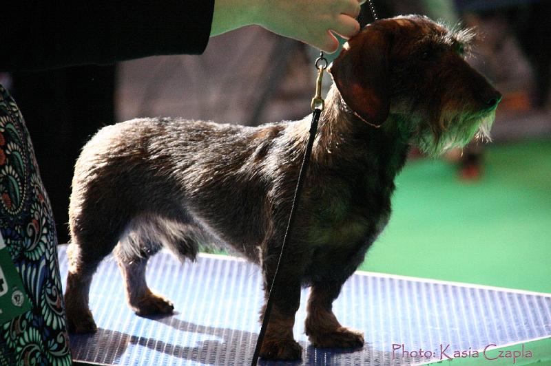 Crufts2011_2 758.jpg